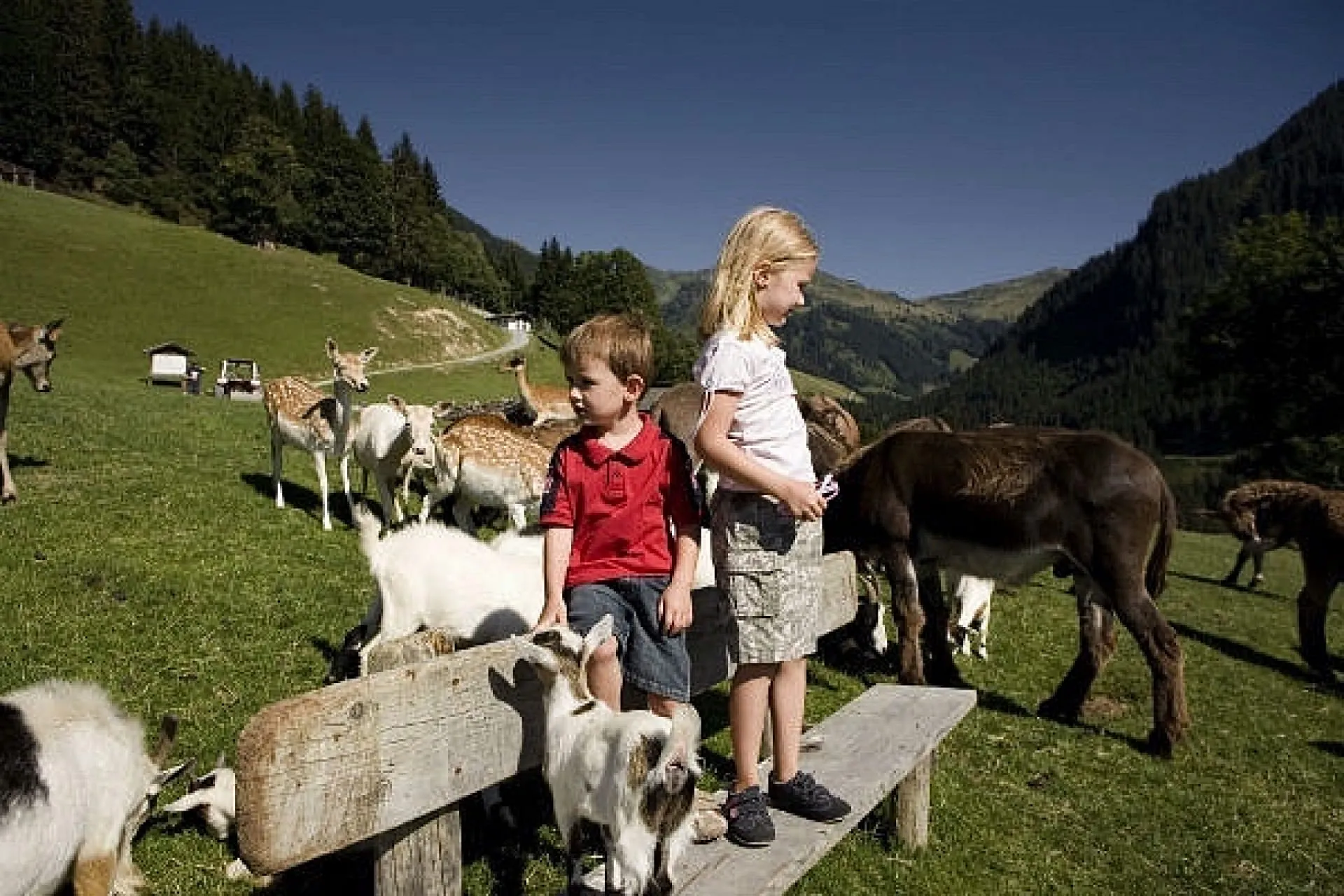 Kinder im Freien mit Eseln und Ziegen auf einer Wiese